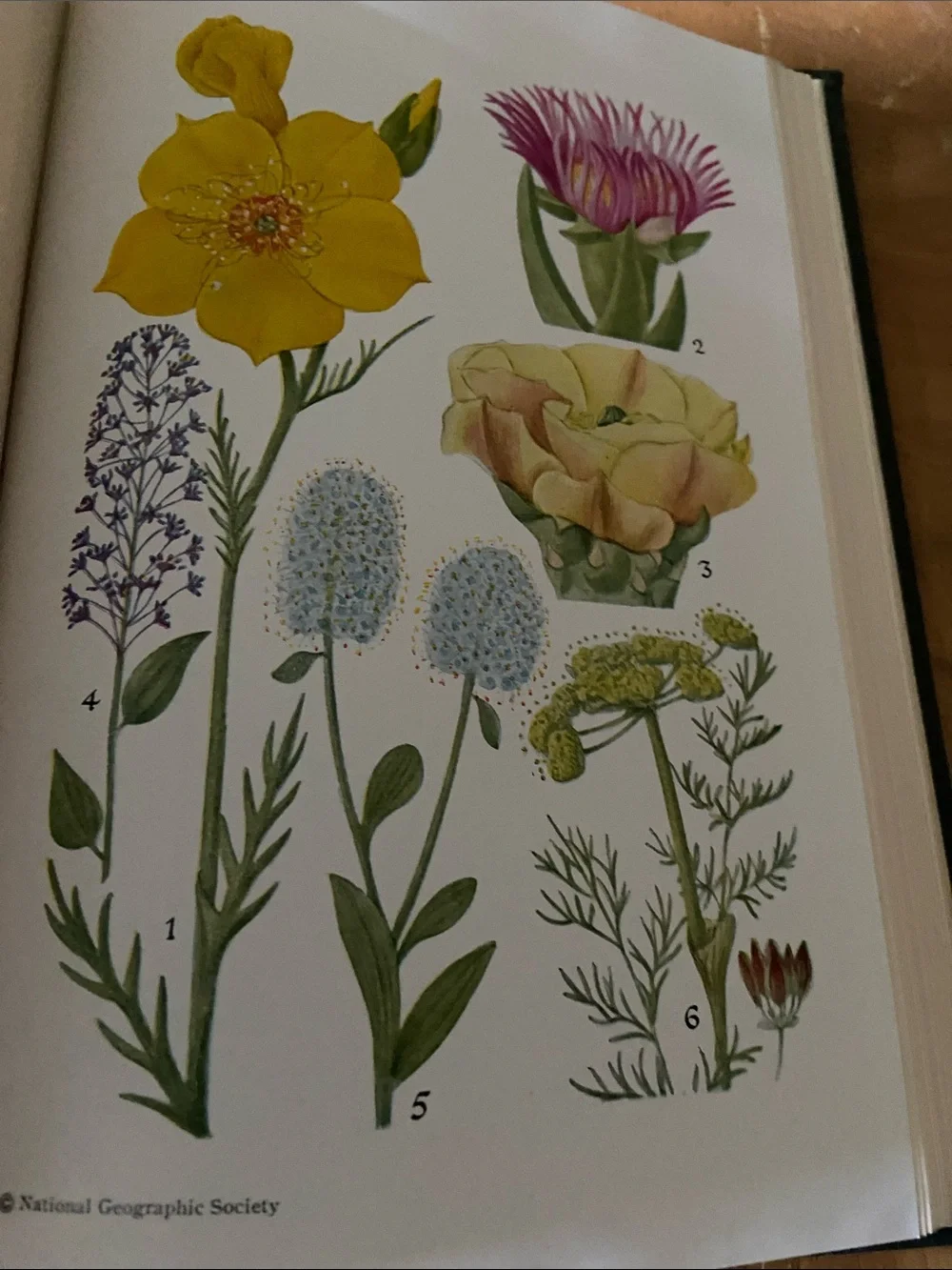 Flowers West Coast Botanical Book flower floral wildflower wildflowers plants hc